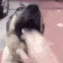 doggo