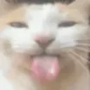 cat_bleh