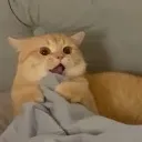 catcrouch catcrouch