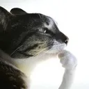 thinking_cat