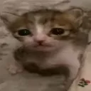 cat_aww_cute