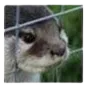 otter_deepthink