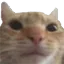 WeirdCat