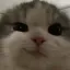 catSmirk catSmirk