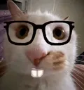 Cat_Eyeglassescat