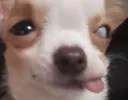Dog_foolish