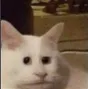 cat_999