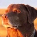 makima_gaydog