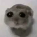 hamsterstare