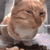 M_catstare
