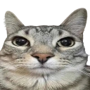 M_catstare2