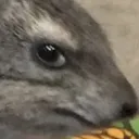 sideeyerax sideeyerax