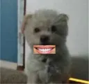 whatsmile