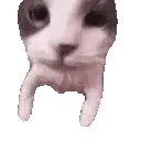 cat_kiss