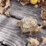 Frogflip
