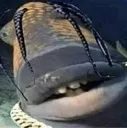 Travis_Scott_Fish