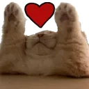 CatHeart CatHeart