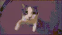 kisscat