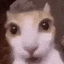 ohhgifer