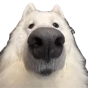 sniff sniff