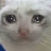 sadcat sadcat
