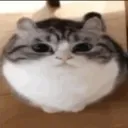 Gato