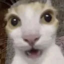 catt