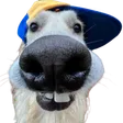 Sarsicha
