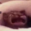 1CatCry