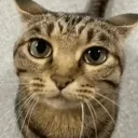 Catwhatdaheck