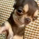 z_DogDeviousStare z_DogDeviousStare