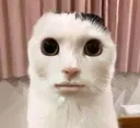 d_MikiesWhat