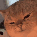 Pi7_GIF_CMP
