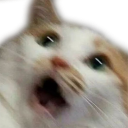 ScaredCat Discord emoji