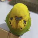 parrot