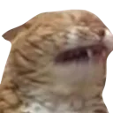 catdisgusted catdisgusted