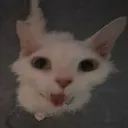 skib