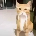 cat_shifu