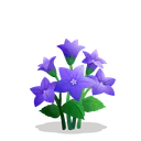 fsc_balloon_flower