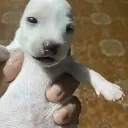 lilasidawg
