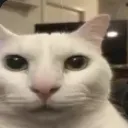 car_bruh