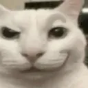 AEcat_smirk