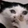 catcry