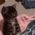 catcheck catcheck