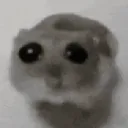 sad_hamster