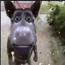 bro