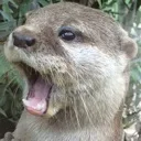 otterscream