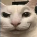 cat_freaky_eyebrow_intrigued_sus cat_freaky_eyebrow_intrigued_sus