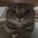 ou_sherbert