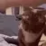 catAnswer